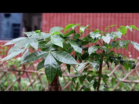 大門植物|風水師推薦門口植物